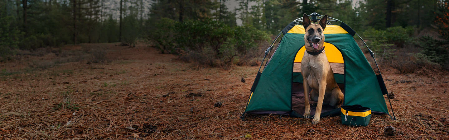 Joyful Gear for Modern Pets